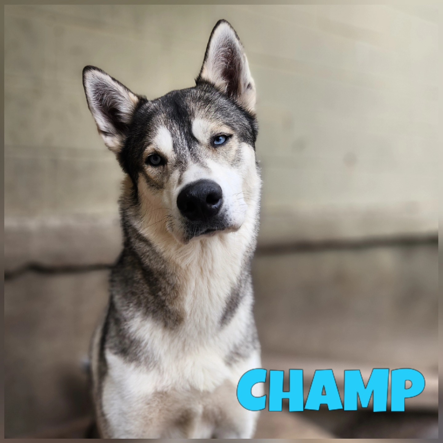Hound Mix Rescue & Adoption Canada | LocalPetFinder