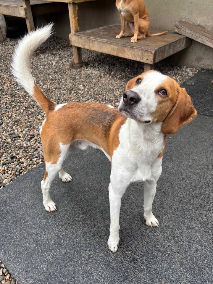 Hound Mix Rescue & Adoption Canada | LocalPetFinder